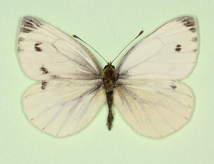 Pieris napi (gynandromorph 7) (Internet Image property of respective owner, non-commercial use only)